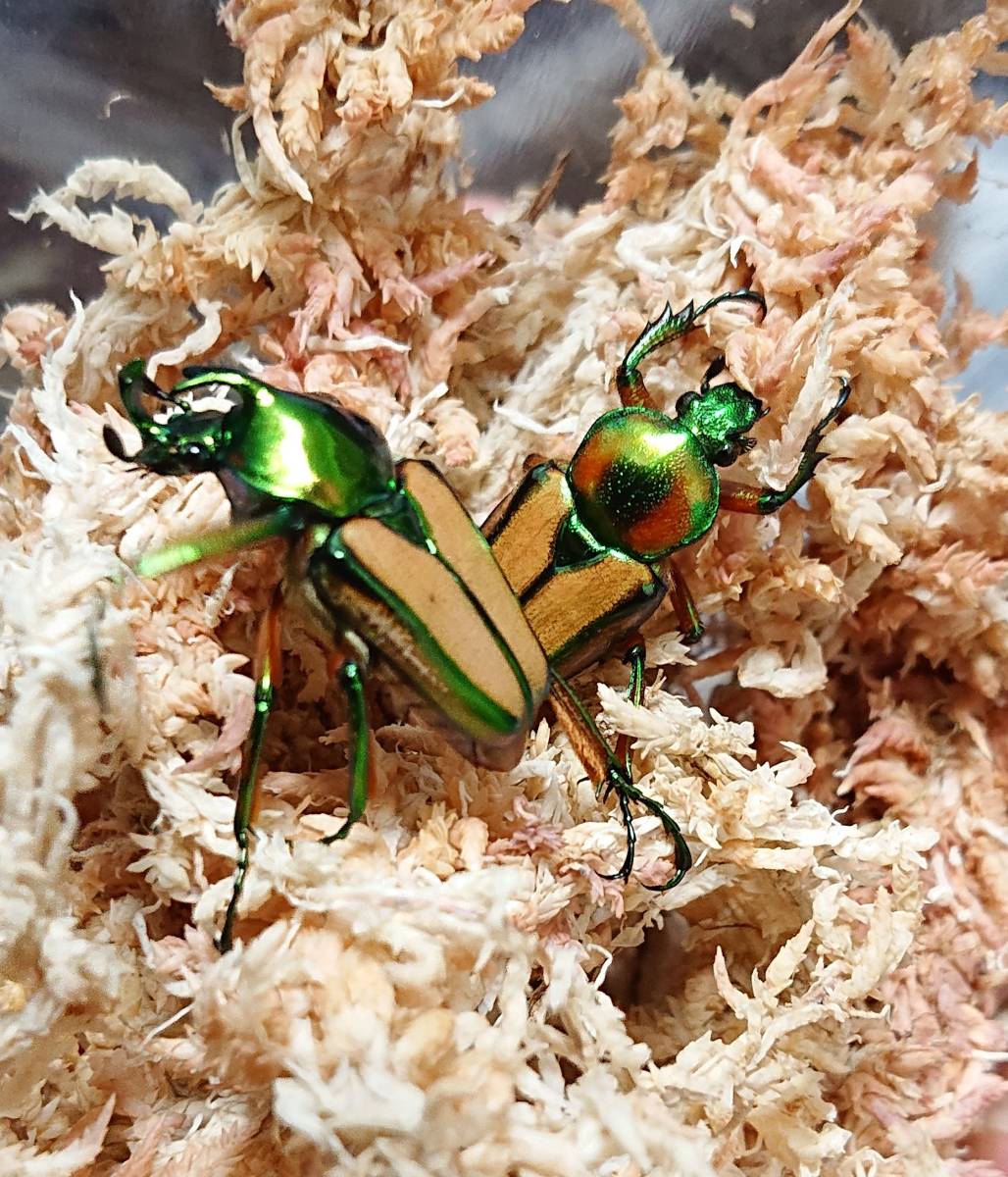 WF4 セブヒメカブトハナムグリ 初令幼虫3頭 追加可能 【公式通販】