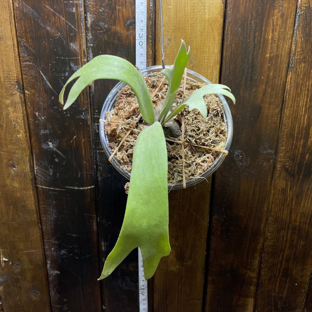 La・Chefar 『Platycerium Willinckii』タイ産 胞子栽培株 ビカクシダ