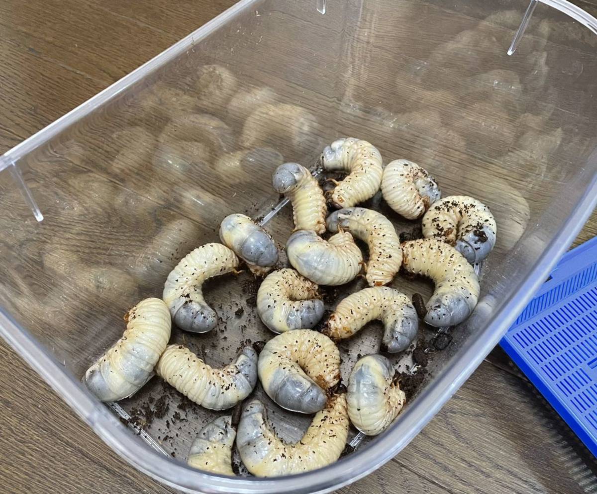 丸々と太ったカブトムシ幼虫 国産カブトムシ 幼虫 カブトムシ 誰かもらって下さい 兵庫県西宮市産まれ 国産 売買されたオークション情報 Yahooの商品情報をアーカイブ公開 オークファン Aucfan Com