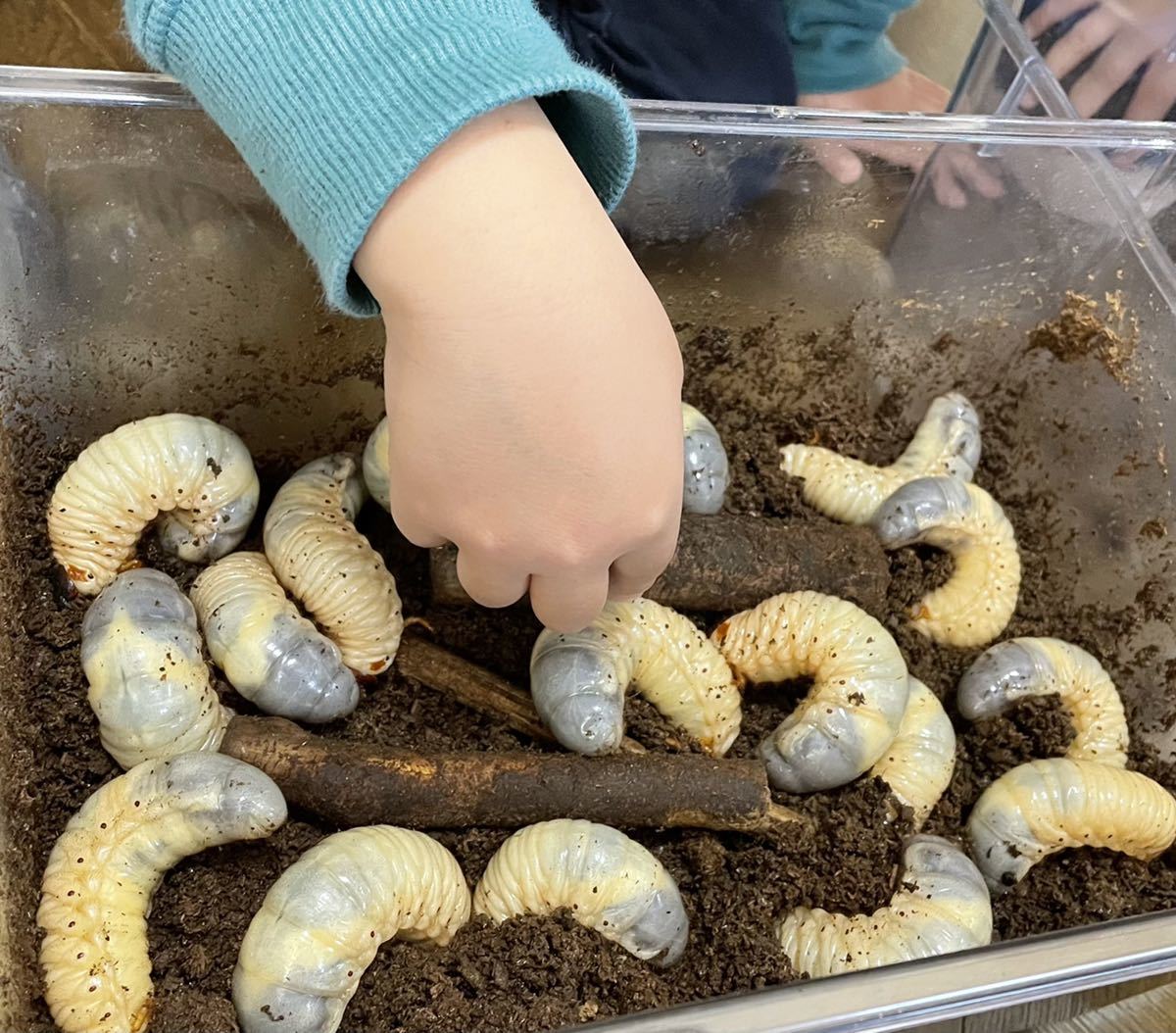 丸々と太ったカブトムシ幼虫 国産カブトムシ 幼虫 カブトムシ 誰かもらって下さい 兵庫県西宮市産まれ 国産 売買されたオークション情報 Yahooの商品情報をアーカイブ公開 オークファン Aucfan Com
