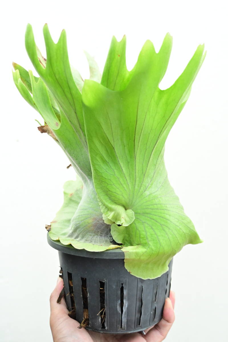 P.coronarium Thin frond　@bikamori.com コロナリウム　ビカクシダ