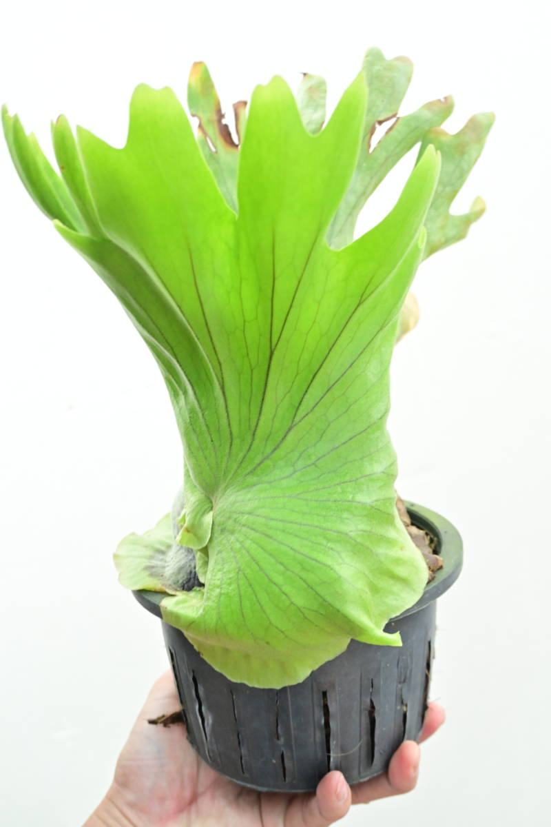 P.coronarium Thin frond　@bikamori.com コロナリウム　ビカクシダ