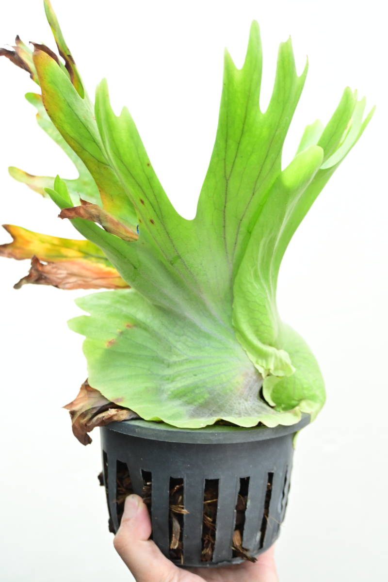 P.coronarium Thin frond　@bikamori.com コロナリウム　ビカクシダ