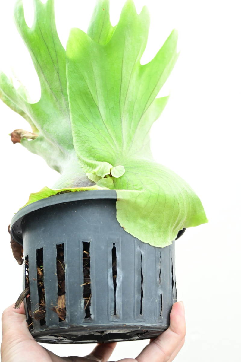 P.coronarium Thin frond　@bikamori.com コロナリウム　ビカクシダ