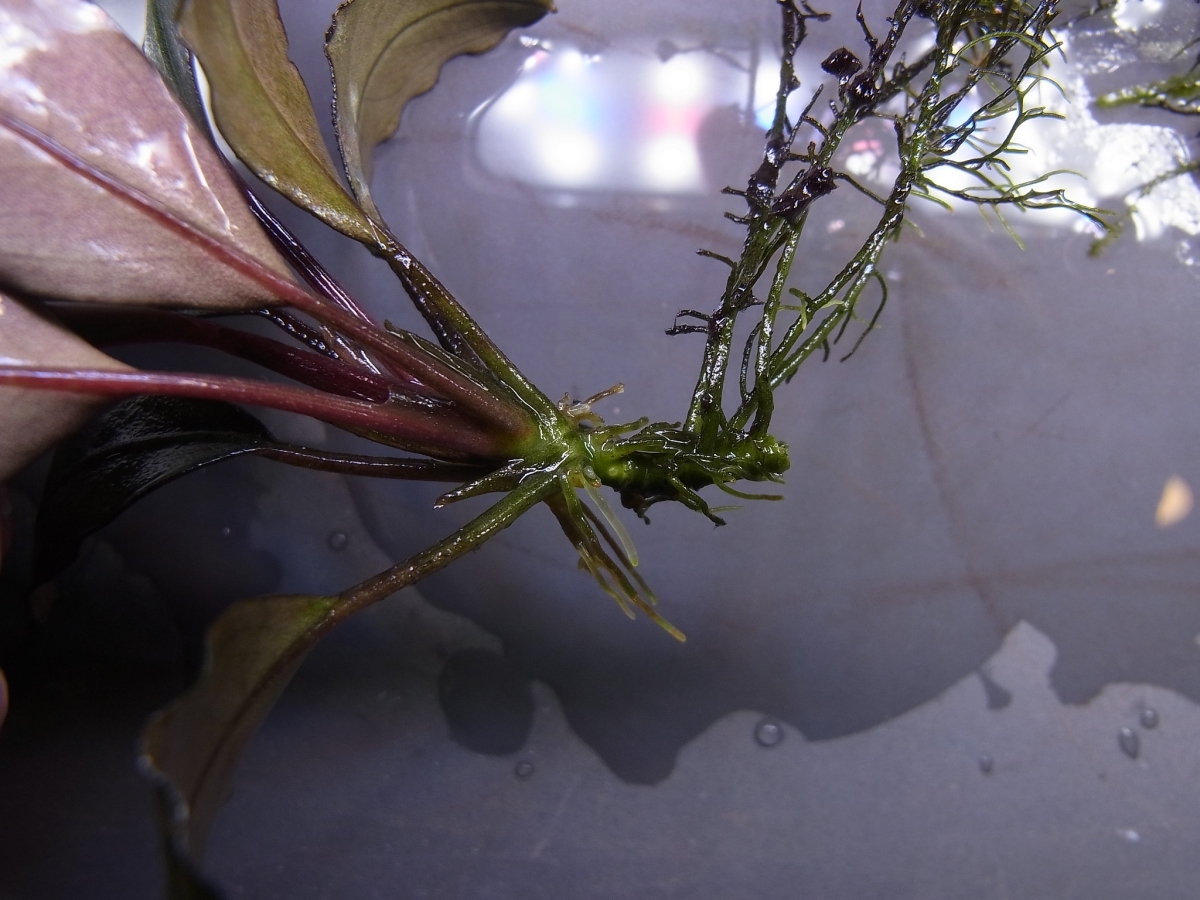 ◇ブセファランドラsp.ダークグレイ【TB便】Bucephalandra sp.Dark