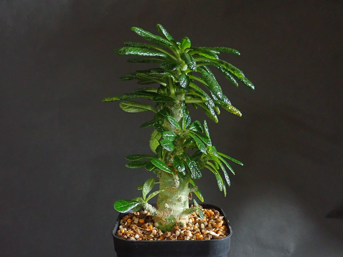 【HOT，100%新品】 ドルステニア ギガス Dorstenia gigas 2021/4/13播種 プレステラ120 104mm&times;104mm(観葉植物)｜売買されたオークション情報、yahooの商品情報をアーカイブ公開 - オークファン その他