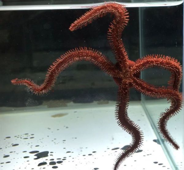 現物 アカクモヒトデ 近海魚 海水魚 生体 棘皮動物 フサクモヒトデ科 海水魚 売買されたオークション情報 Yahooの商品情報をアーカイブ公開 オークファン Aucfan Com