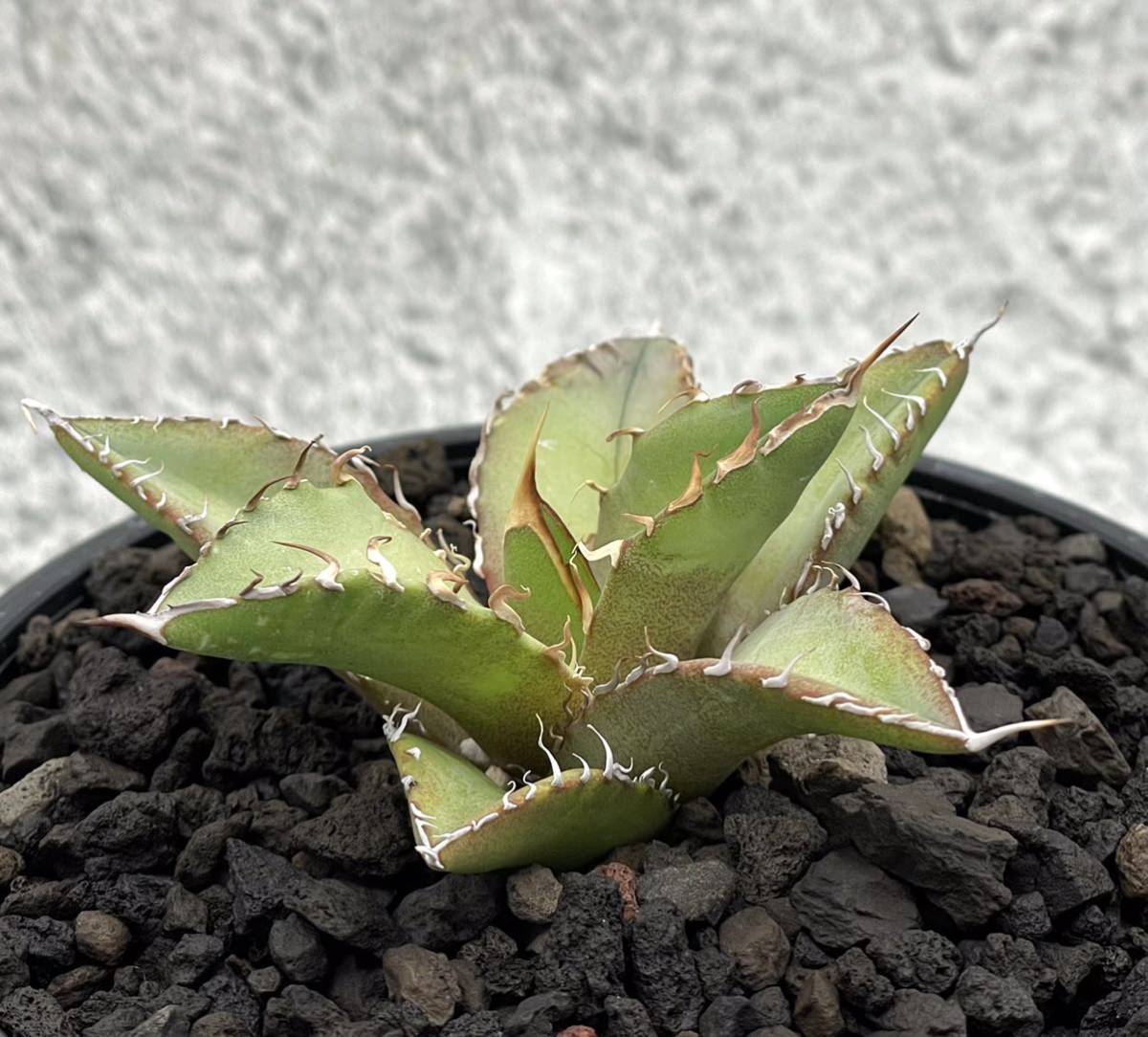 アガベ チタノタ オテロイ 多肉植物 国内実生 強棘 珍奇植物 horrida 
