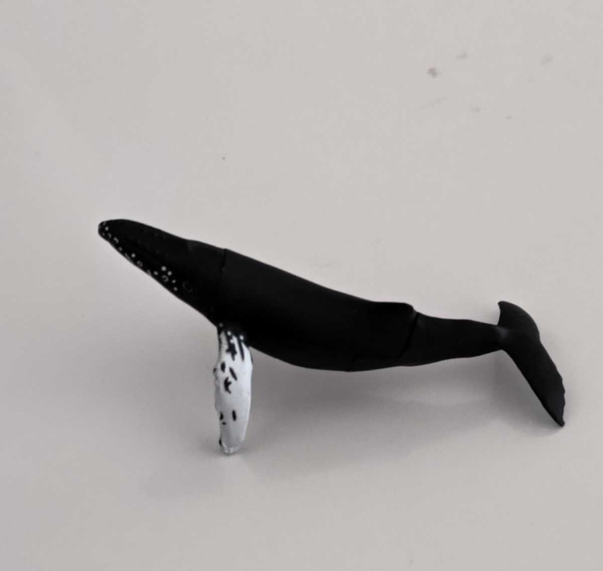 シロナガスクジラ フィギュア 生き物 売買されたオークション情報 Yahooの商品情報をアーカイブ公開 オークファン Aucfan Com