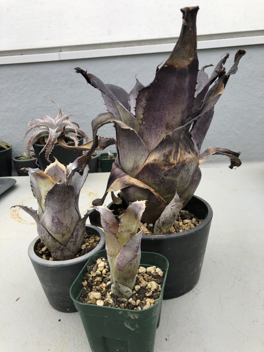 Hohenbergia leopoldo-horstii - Bromeliad | leopoldo – Tropiflora