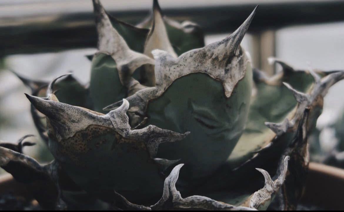 NO2アガベ 羽毛 子株 ベアルート株 検索用 白鯨 羽毛 海王 夕映 陽炎