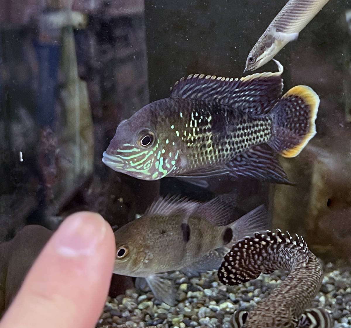 美しいアメリカンシクリッド グリーンテラー 生体 南米産 鑑賞魚 熱帯魚 淡水魚 中型シクリッド 肉食魚 その他 売買されたオークション情報 Yahooの商品情報をアーカイブ公開 オークファン Aucfan Com 美しいアメリカンシクリッド グリーンテラー 生体 南米産 鑑賞魚 熱帯魚 淡水魚 中型シクリッド 肉食魚 その他 売買されたオークション情報 Yahooの商品情報をアーカイブ公開 オークファン Aucfan Com