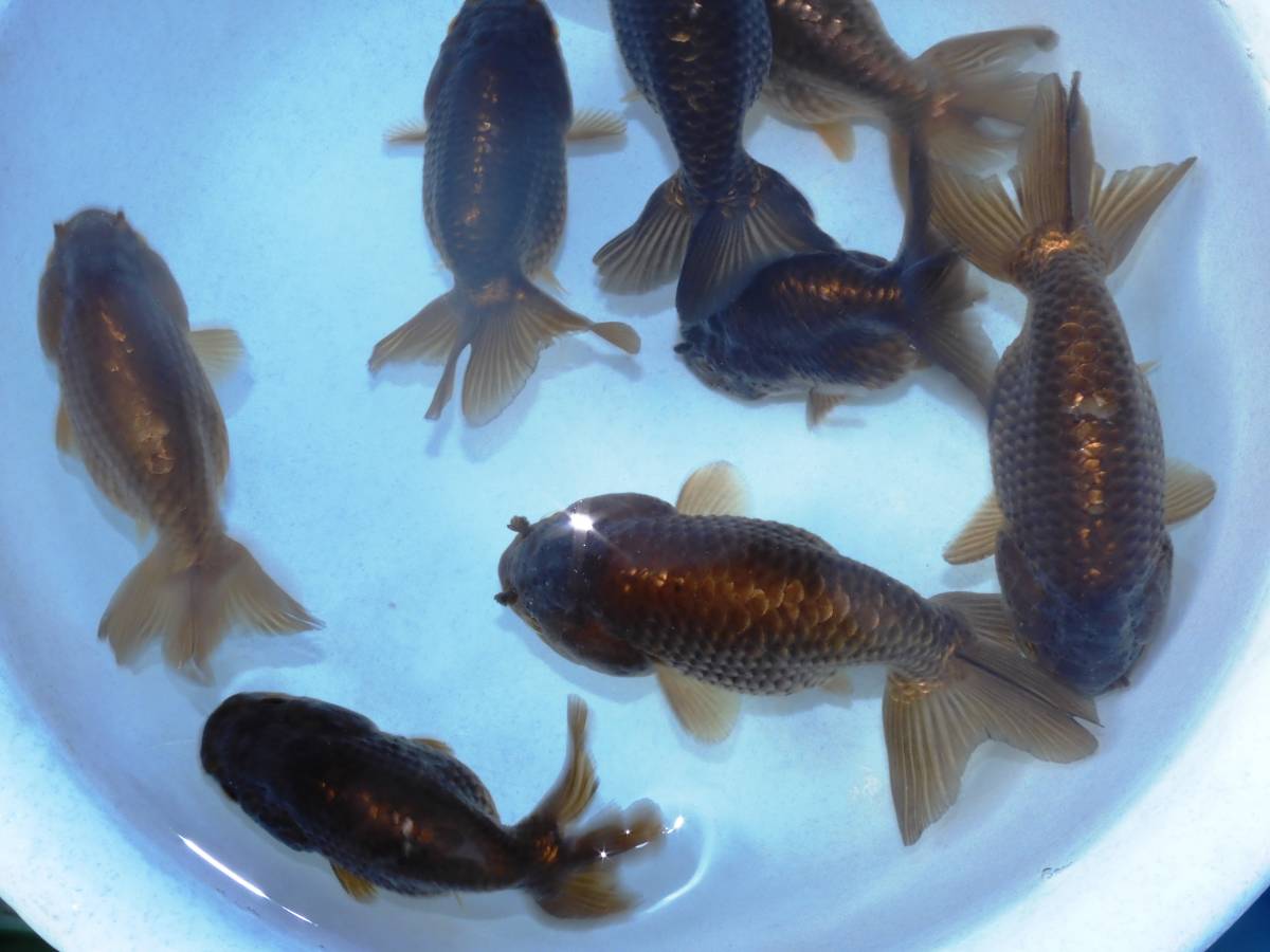 定番人気 黒らんちゅう3匹約9cm KRT36(らんちゅう)｜売買されたオークション情報、yahooの商品情報をアーカイブ公開 - オークファン らんちゅう