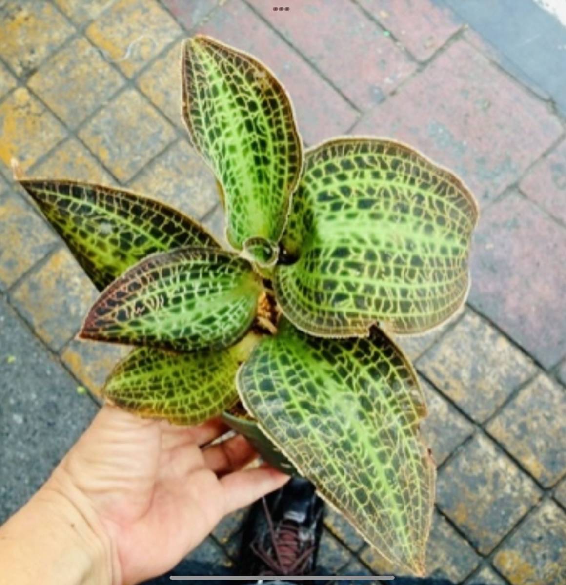 ジュエルオーキッド マコーデス サンデリアーナ 