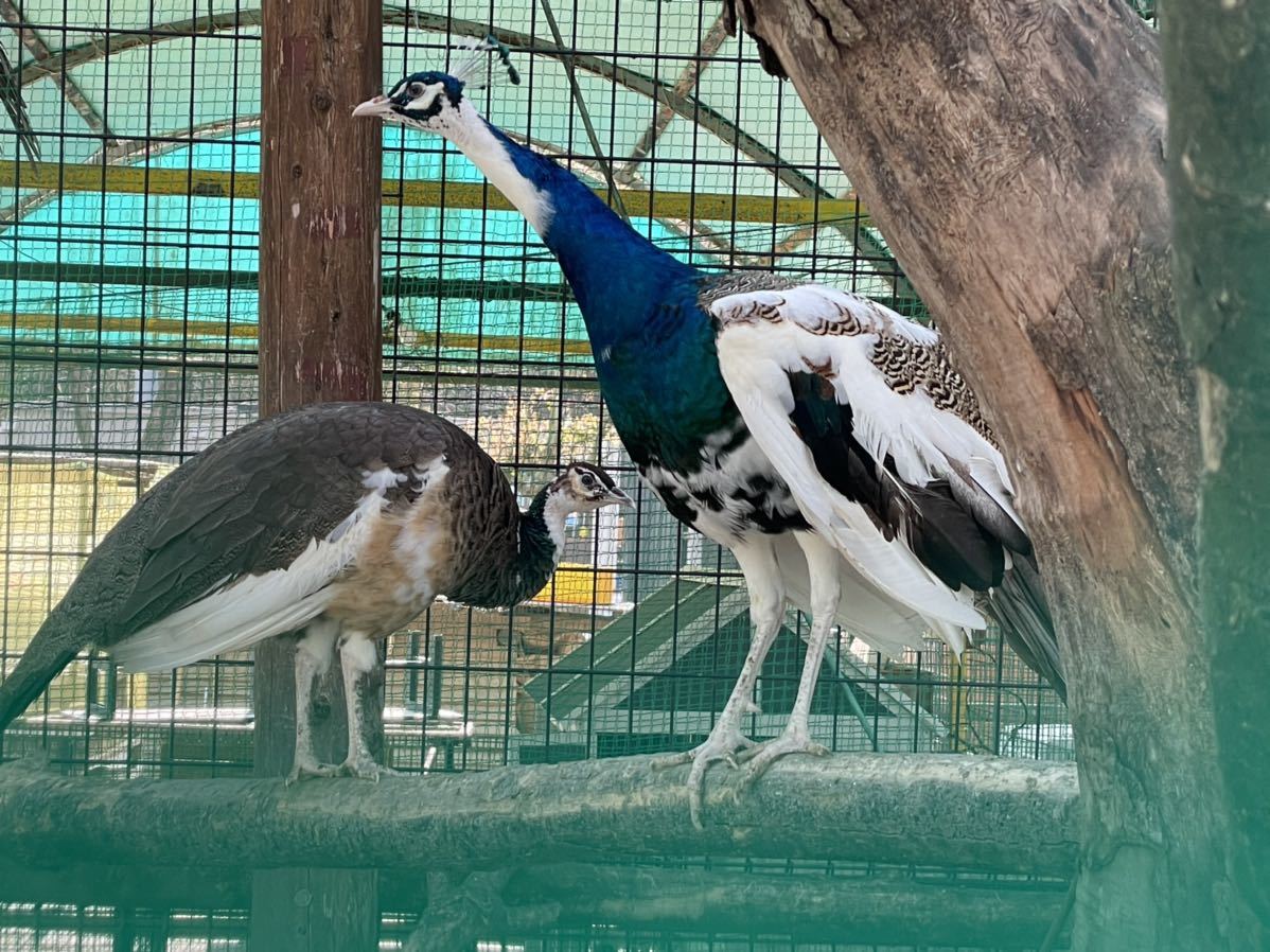 ハルクイン孔雀種卵1個 卵 売買されたオークション情報 Yahooの商品情報をアーカイブ公開 オークファン Aucfan Com