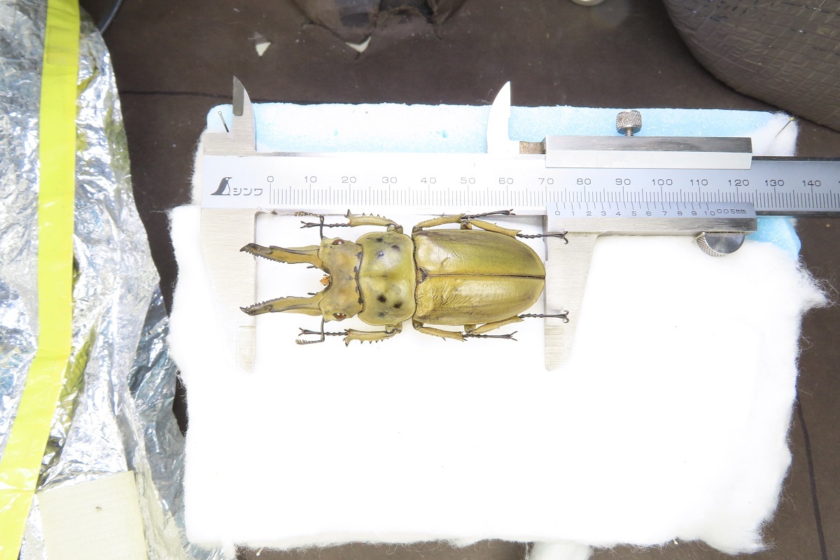 虫研】☆大型マレーオウゴンオニ 72.6㎜☆ クワガタムシ クワガタ 昆虫