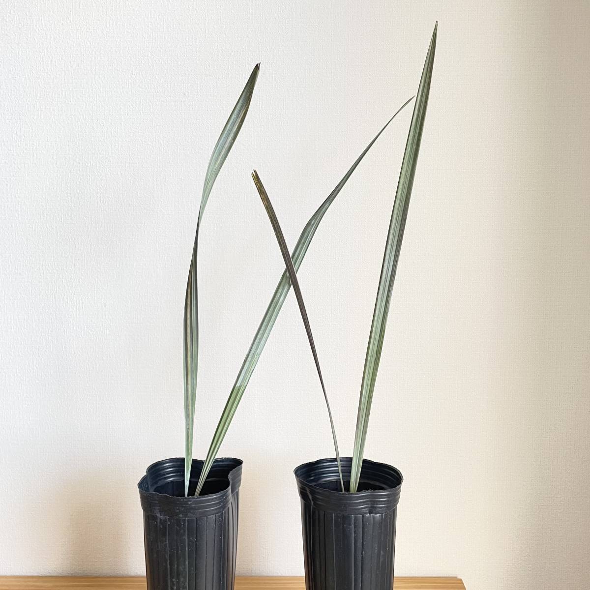 Bismarckia nobilis Silver ビスマルキア ノビリス 2苗(ヤシ)｜売買