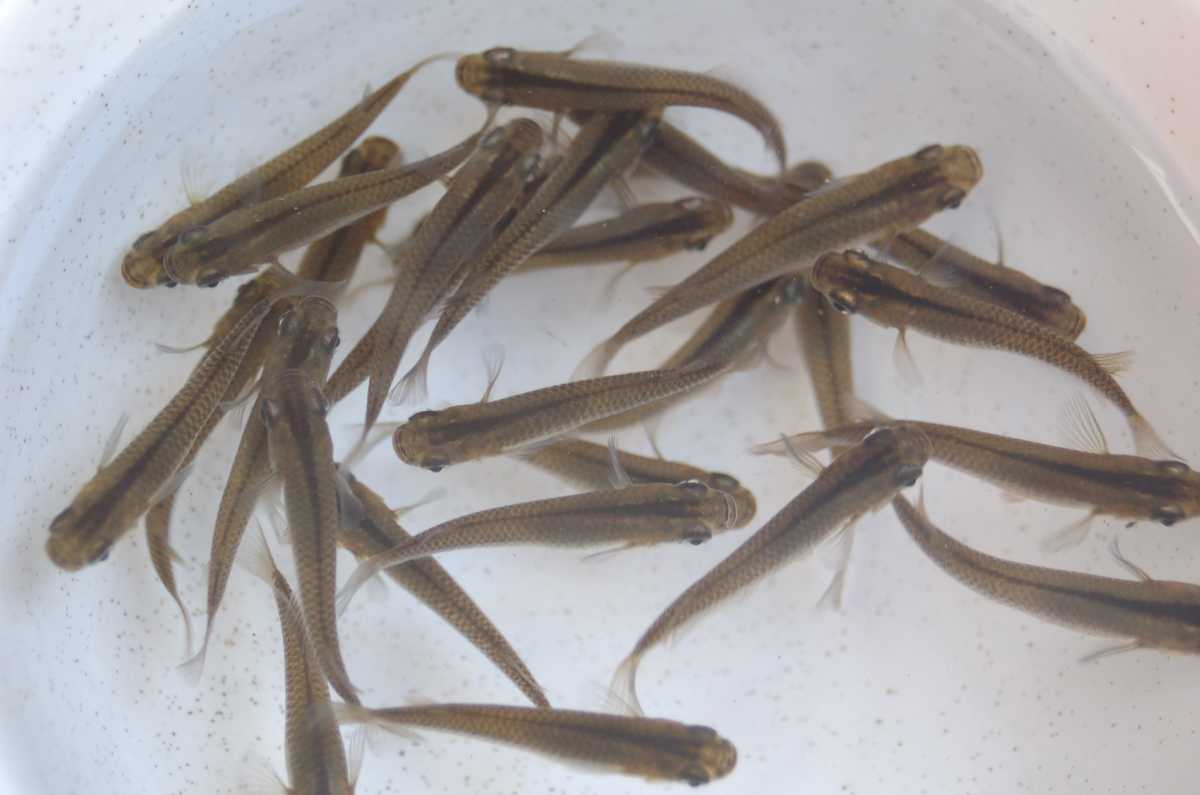 送料630円 キタノメダカ 10匹 プラスa 新潟県産 野生個体 黒メダカ ワイルド 人工飼料餌付け済 めだか 売買されたオークション情報 Yahooの商品情報をアーカイブ公開 オークファン Aucfan Com