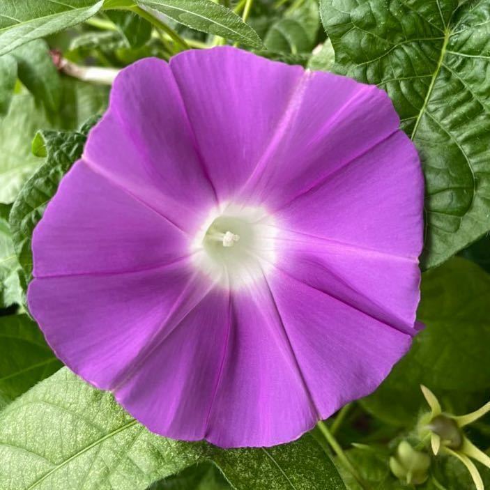 朝顔の種 ピンク紫 パープルピンク ピンクむらさき アサガオの種 アサガオ 売買されたオークション情報 Yahooの商品情報をアーカイブ公開 オークファン Aucfan Com