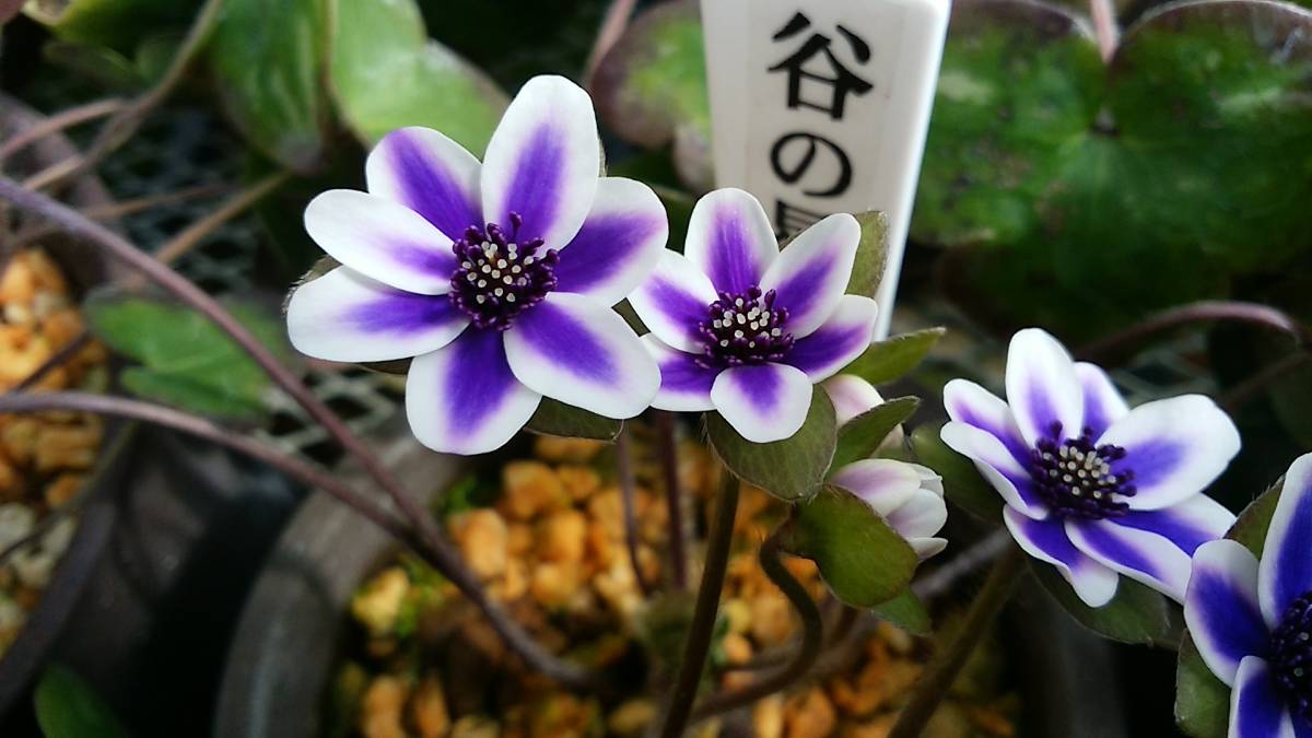 雪割草 春らんまんだ～ねぇ～。: 彩の華日記 雪割草｜旬のもの｜暦生活
