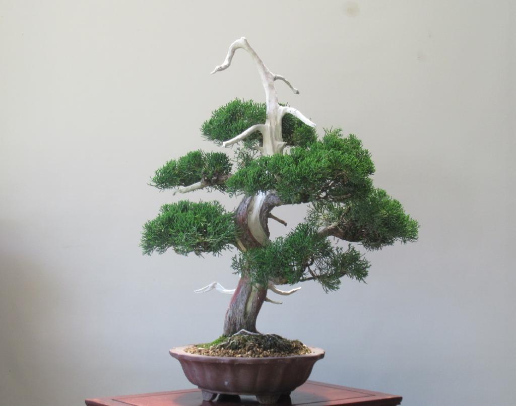 真柏盆栽 真柏山木 捻転シャリ幹 文人 樹高45cm