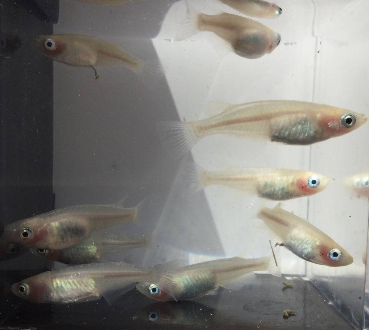 現物出品 白透明鱗めだか 9匹 4 5 紅ほっぺ系 極上 検索用 ピンク 紅ほっぺ 可愛い めちゃ可愛い めだか メダカ めだか 売買されたオークション情報 Yahooの商品情報をアーカイブ公開 オークファン Aucfan Com