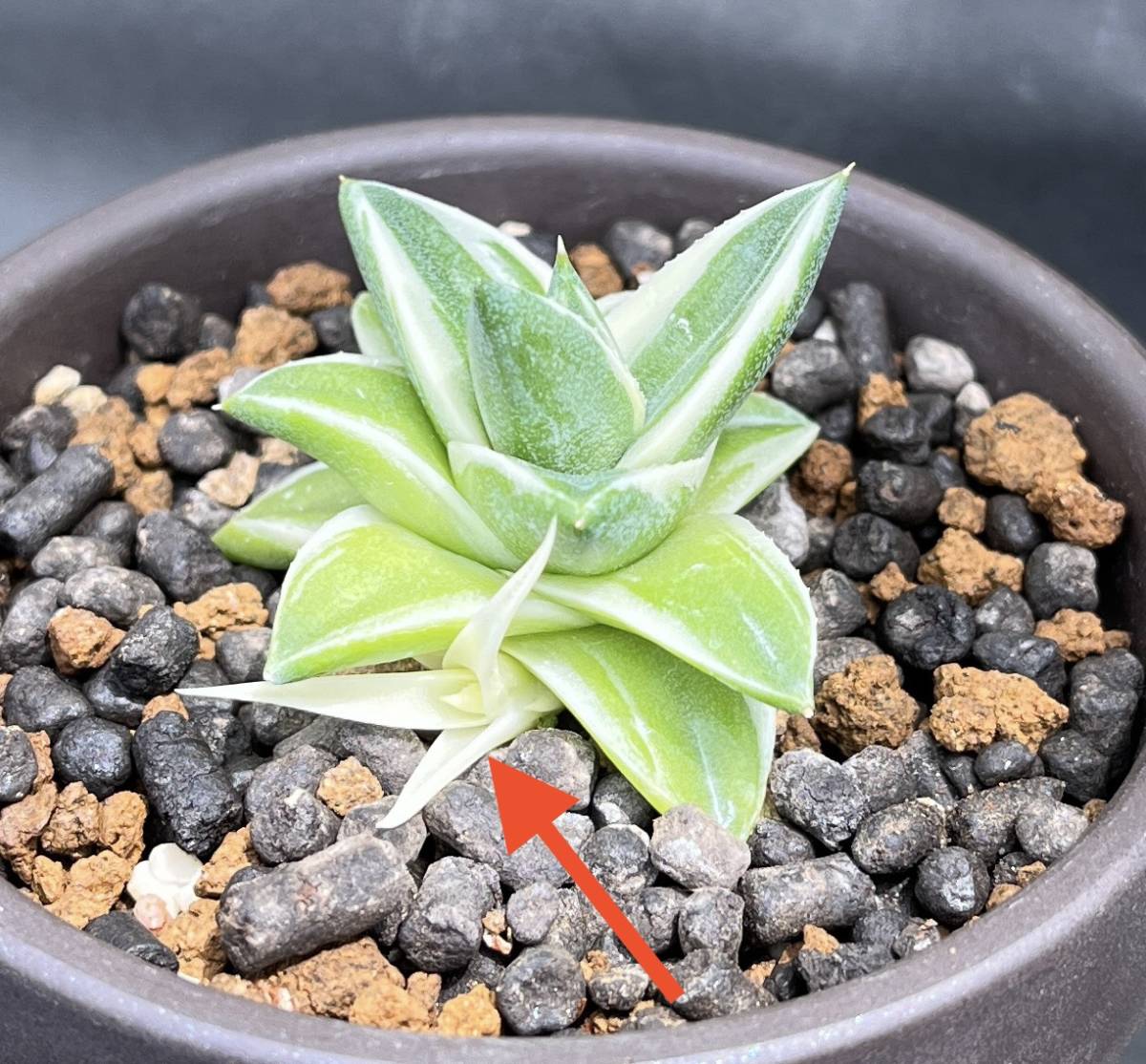 アガベ ピンキー 王妃笹の雪A型白覆輪 カキ仔付き Agave filifera 