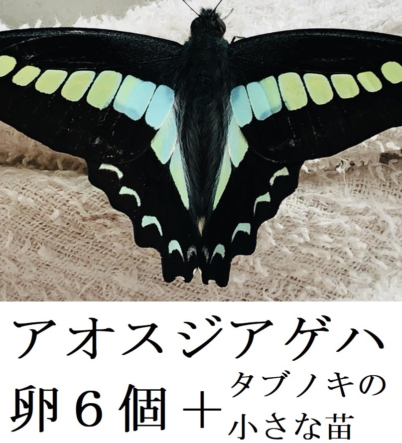 Bu84 アオスジアゲハ 卵 6個 タブノキの苗 1本 アゲハチョウ 凄く綺麗な色 昆虫 セット 自由研究 イモムシ チョウチョ 蝶 科学 自然 売買されたオークション情報 Yahooの商品情報をアーカイブ公開 オークファン Aucfan Com