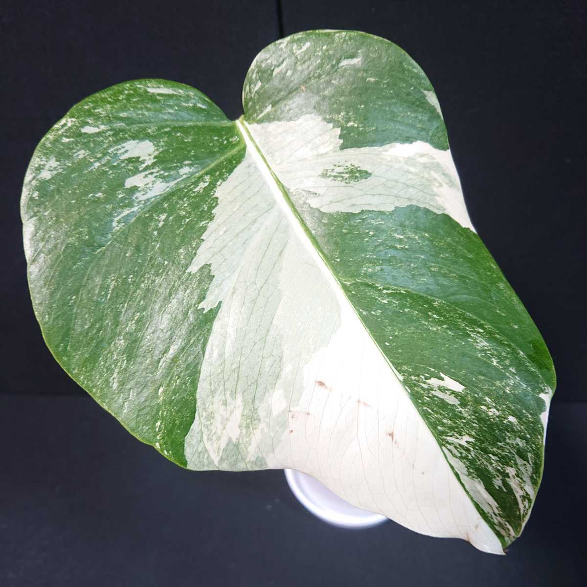 モンステラ ホワイトタイガー 斑入り 極美斑入り 希少 人気 観葉植物 
