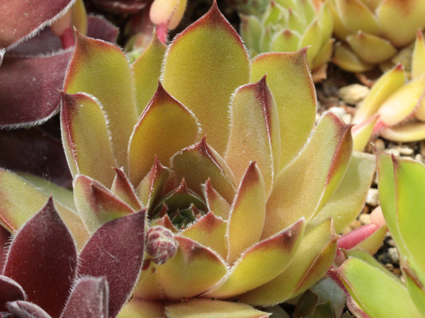 輸入センペルビブム【6】Lennik's Glory #1(多肉植物 sempervivum