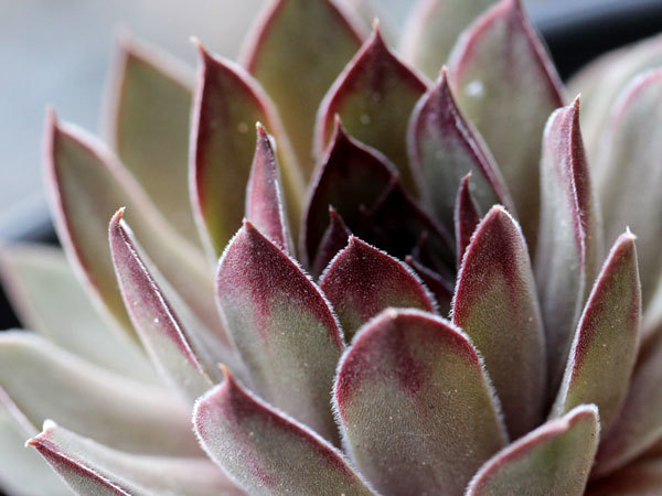 輸入センペルビブム【6】Lennik's Glory #1(多肉植物 sempervivum