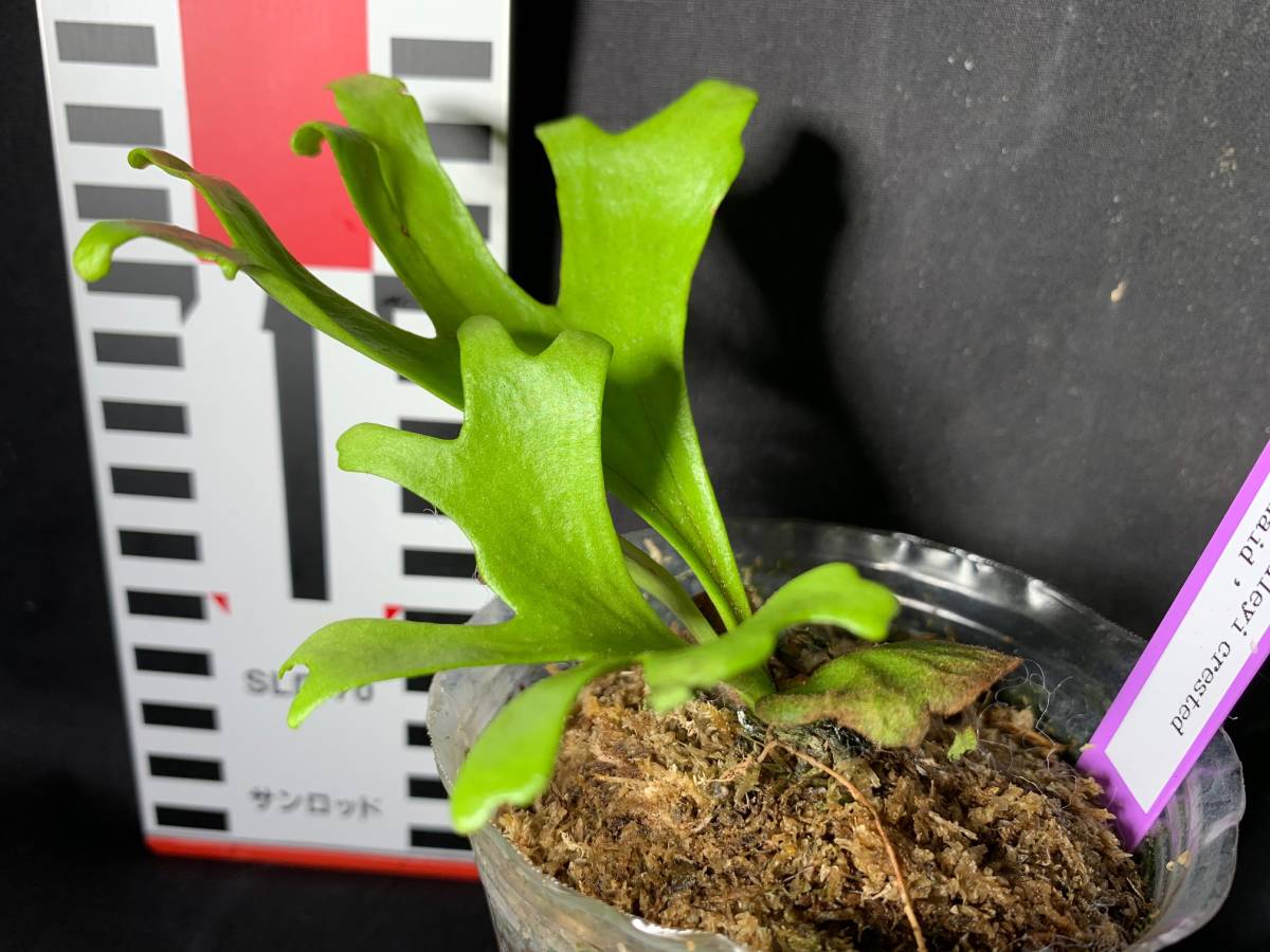 wild ビカクシダ veitchii ベイチー P. Australia | Plants – ベイチー