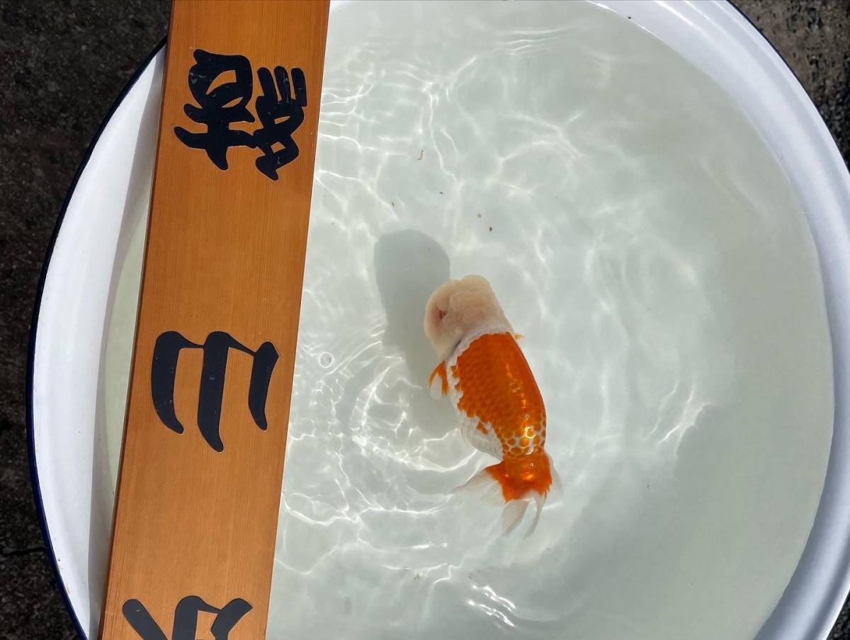 ◇也光らんちゅう◇ 3歳メス（大会用）親魚最終出品17.5cm 2