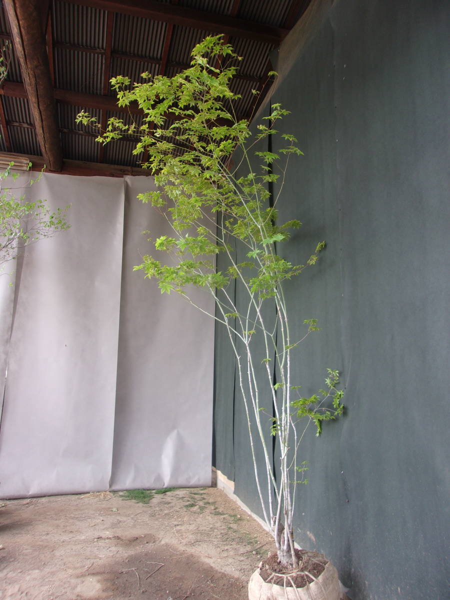◆◆ヤマモミジ　　山取　　◆◆４５３