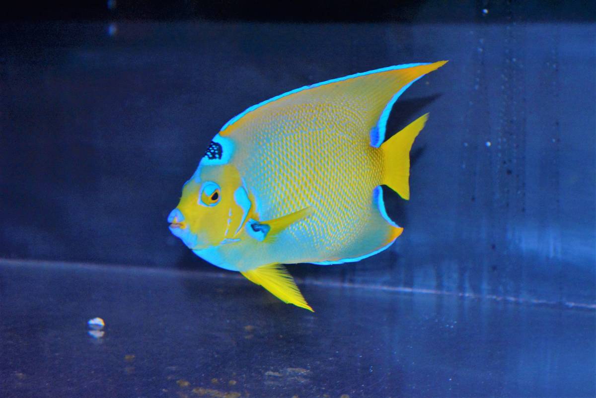 Aquastar 1円スタート ベリーズ産クイーンエンゼル 18cm A 0426 Du 海水魚 売買されたオークション情報 Yahooの商品情報をアーカイブ公開 オークファン Aucfan Com