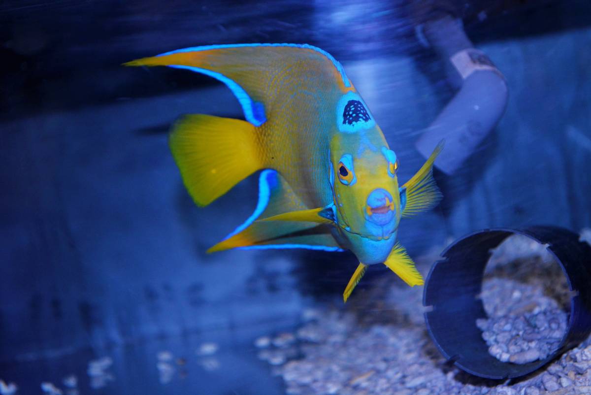 Aquastar 1円スタート ベリーズ産クイーンエンゼル 18cm A 0426 Du 海水魚 売買されたオークション情報 Yahooの商品情報をアーカイブ公開 オークファン Aucfan Com