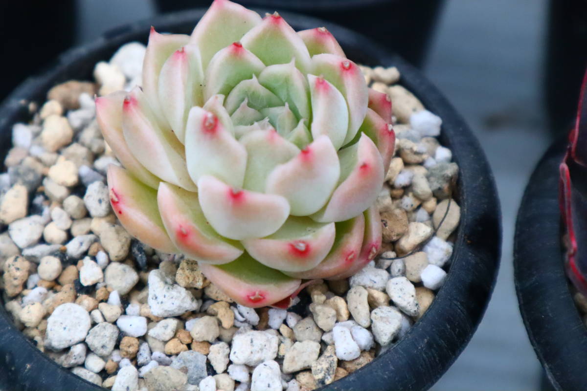 多肉植物 マリオ Fodexpo Com Co