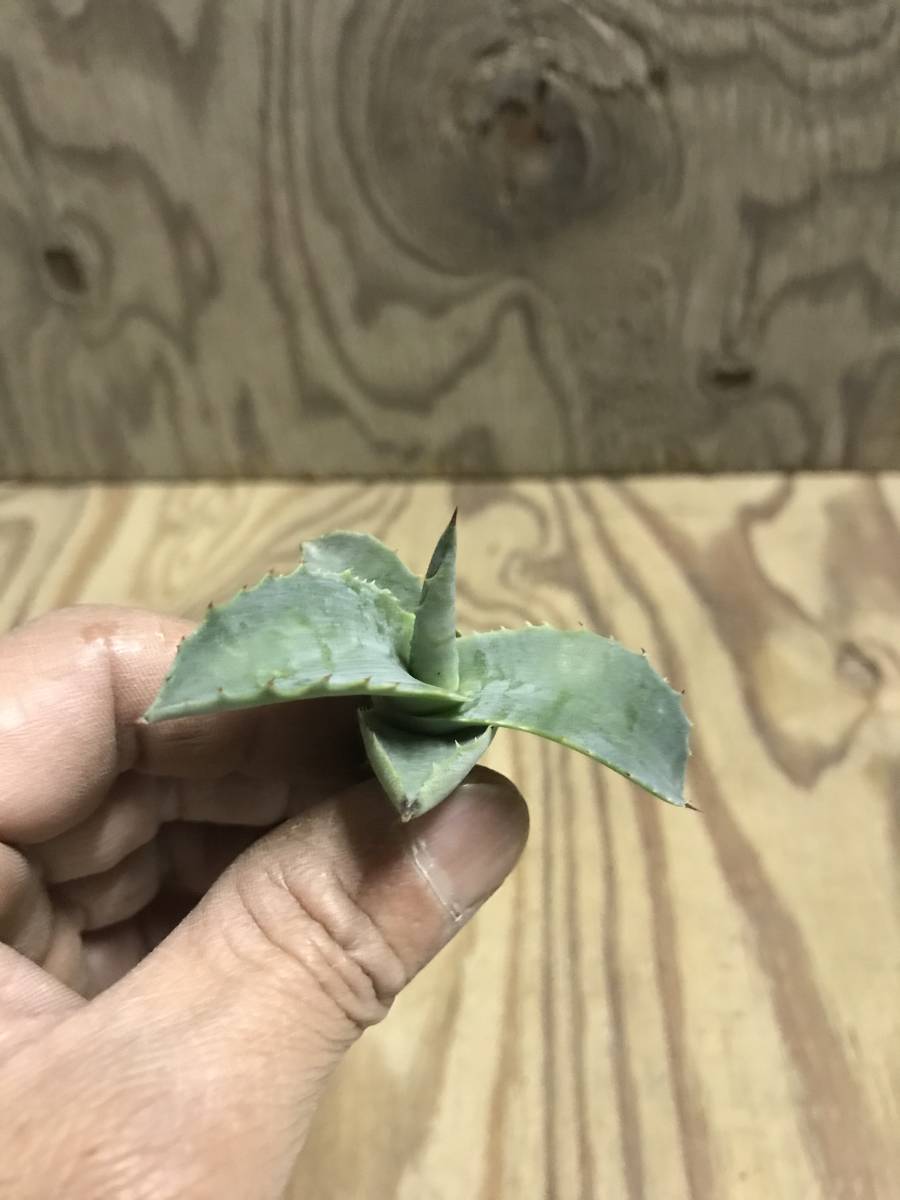 1円スタート！！アガベ サルミアナ・フェロックス・ミスターリップル！！(アガベ)｜売買されたオークション情報、Yahoo!オークション(旧ヤフオク!)  の商品情報をアーカイブ公開 - オークファン（aucfan.com）