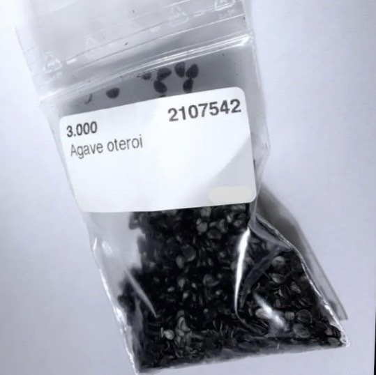 次回入荷未定 アガベ オテロイ 種子 500粒 Agave oteroi seed titanota