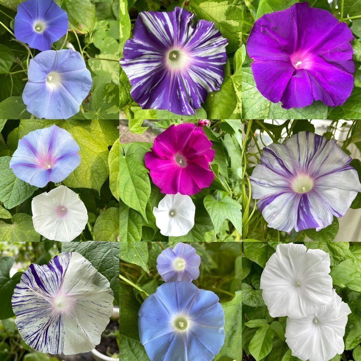 朝顔の種 ミックス 大輪朝顔 西洋朝顔 丸葉朝顔 絞り咲き アサガオ グリーンカーテン あさがお アサガオ 売買されたオークション情報 Yahooの商品情報をアーカイブ公開 オークファン Aucfan Com 朝顔の種 ミックス 大輪朝顔 西洋朝顔 丸葉朝顔 絞り咲き アサガオ グリーンカーテン あさがお アサガオ 売買されたオークション情報 Yahooの商品情報をアーカイブ公開 オークファン Aucfan Com