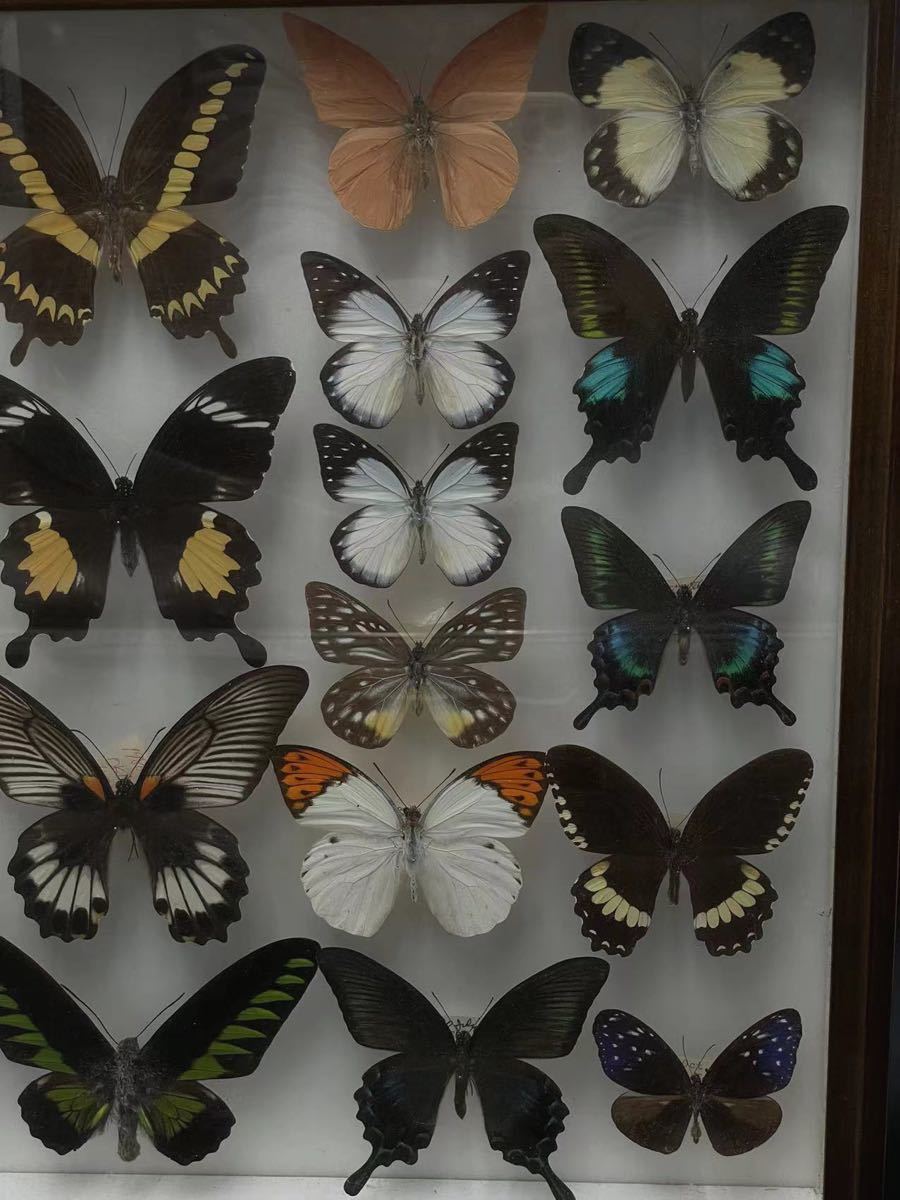 昆虫標本 蝶 まとめ売り 釘打ち 額付 蝶々/昆虫/剥製 国産 外国産  