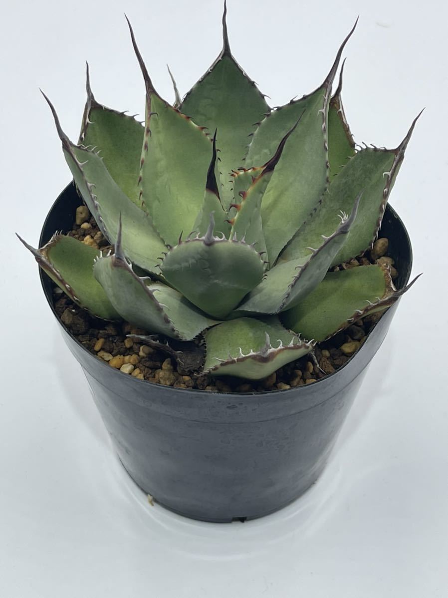 アガベ Agave parryi 'Giant Grantkids' 197 Agave parryi