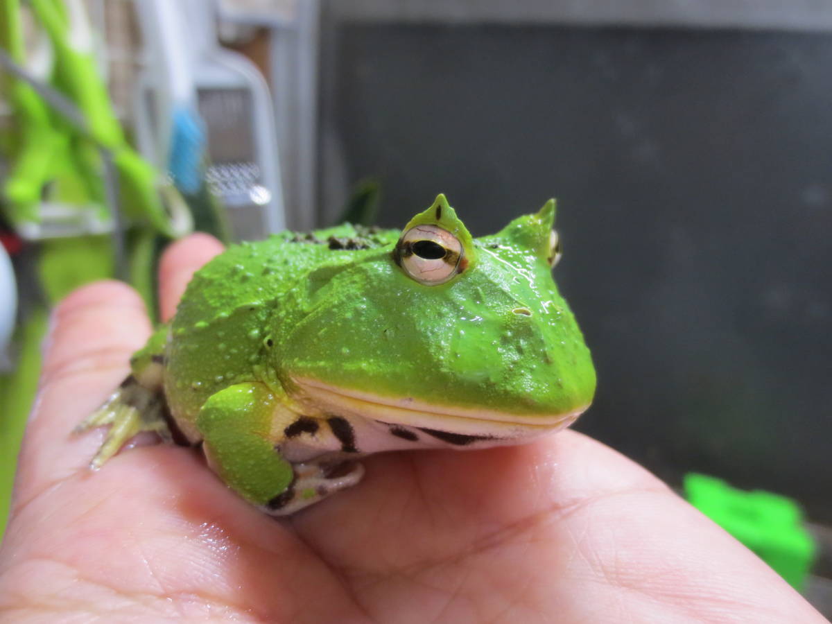 カワ(・∀・)イイ!!【厳選個体】極美！カッコイイ！BIG！アマゾン