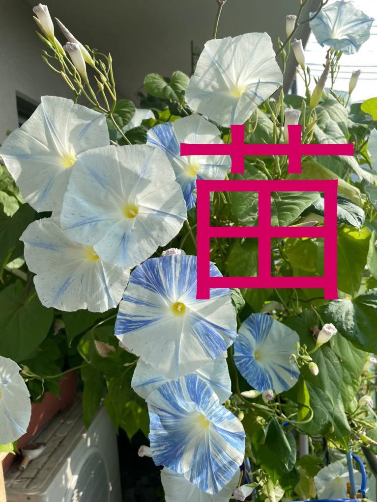 フライングソーサー の苗 アサガオの苗 西洋朝顔の苗 空色アサガオ ヘブンリーブルー その他 売買されたオークション情報 Yahooの商品情報をアーカイブ公開 オークファン Aucfan Com