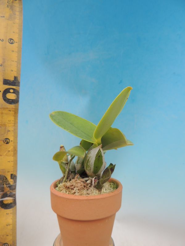 最安値，限定SALE T 洋蘭 Cattleya walkeriana 'Satox No.412' HCC/AJOS カトレア 洋ラン(ラン)｜売買されたオークション情報、yahooの商品情報をアーカイブ公開 - オークファン ラン