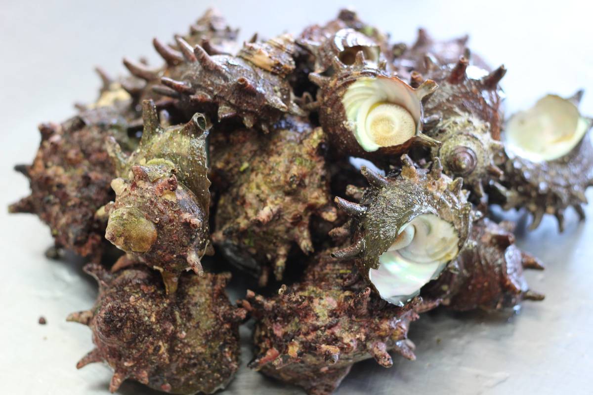2026，新品 対馬直送 漁師の獲れたてサザエ 10 kg 中サイズ 刺身 壺焼き用(サザエ)｜売買されたオークション情報、yahooの商品情報をアーカイブ公開 - オークファン サザエ