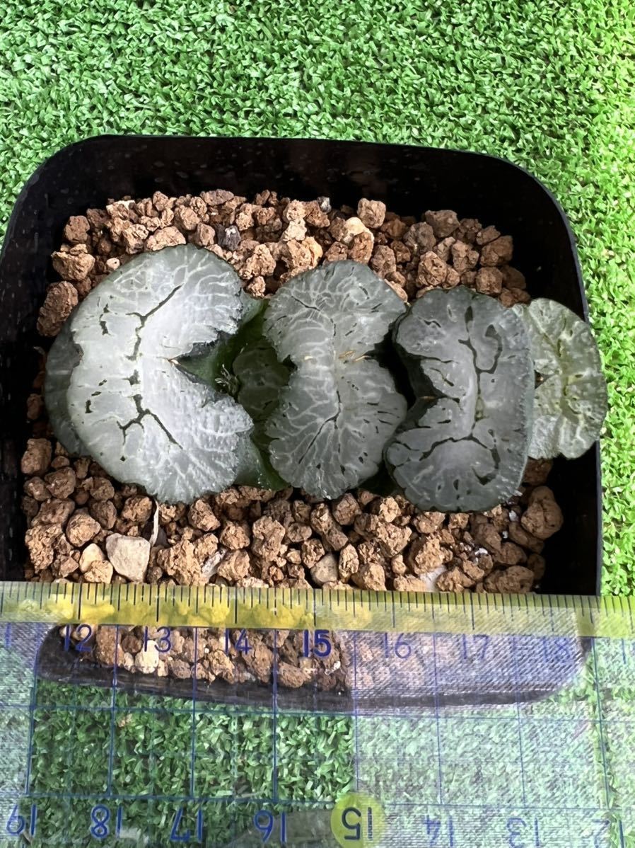 最安値，HOT 多肉植物 ハオルチア 大窓葵御前(サボテン)｜売買されたオークション情報、yahooの商品情報をアーカイブ公開 - オークファン サボテン