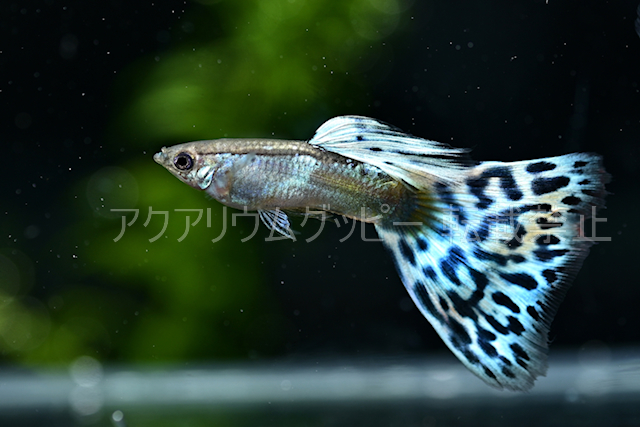 アクアリウムグッピー 現物販売37a 37b 35a 35b 発送日金曜日 ブルーモザイク 国産グッピー グッピー 売買されたオークション情報 Yahooの商品情報をアーカイブ公開 オークファン Aucfan Com