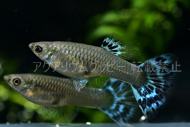 アクアリウムグッピー 現物販売37a 37b 35a 35b 発送日金曜日 ブルーモザイク 国産グッピー グッピー 売買されたオークション情報 Yahooの商品情報をアーカイブ公開 オークファン Aucfan Com
