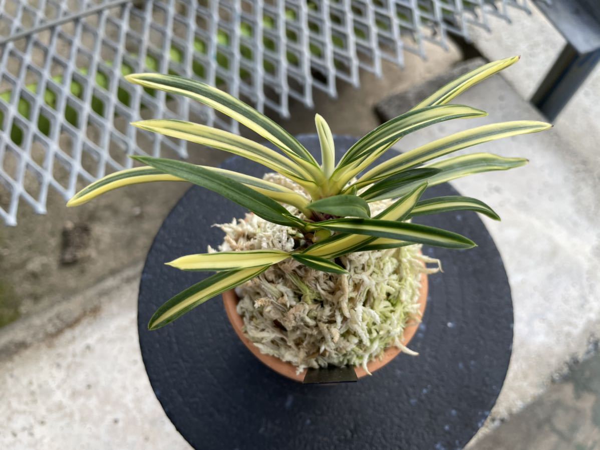 富貴蘭【黄金鶴】